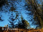 podzim
